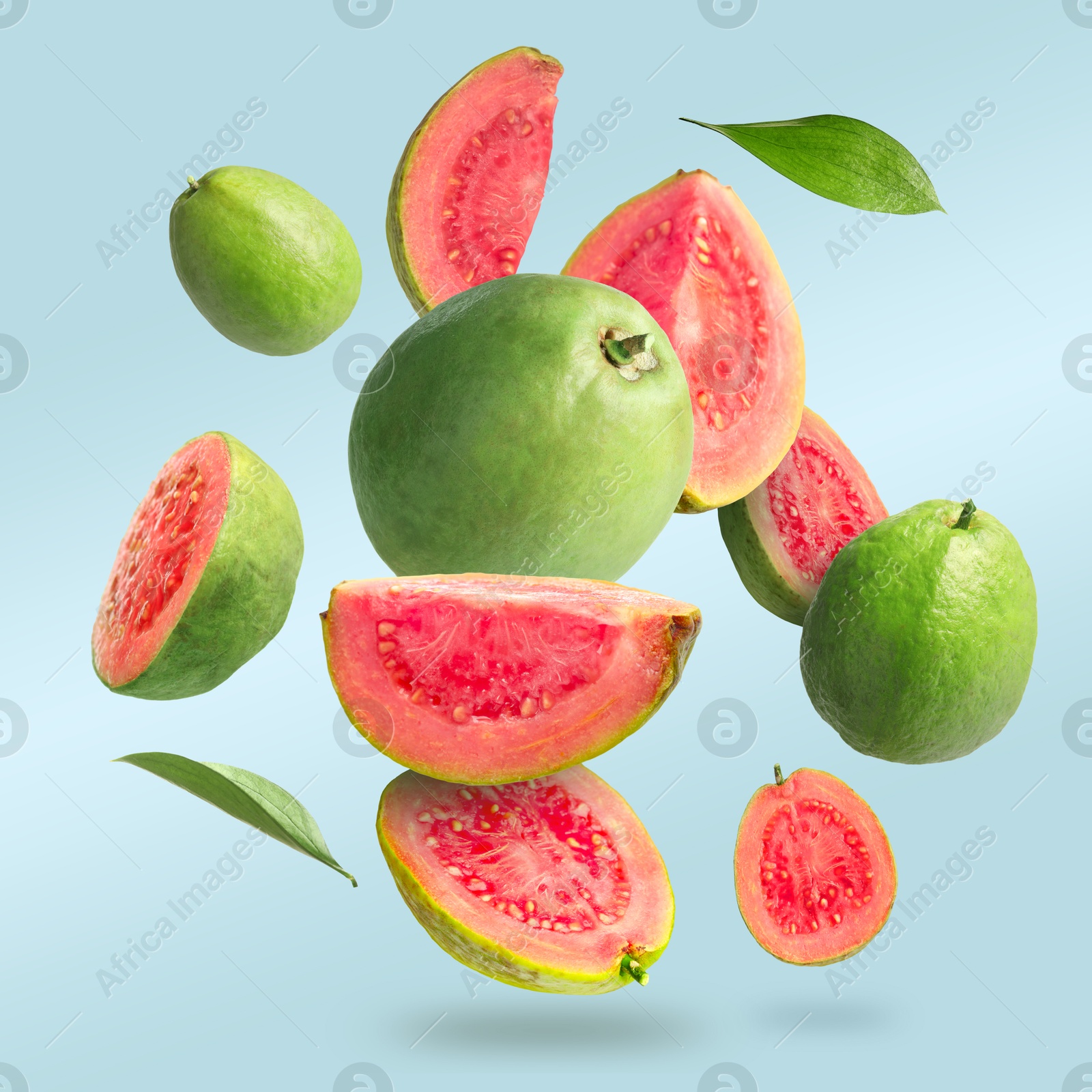 Fresh guava fruits and leaves falling on light blue background Image of Fresh guava fruits and leaves falling on light blue background