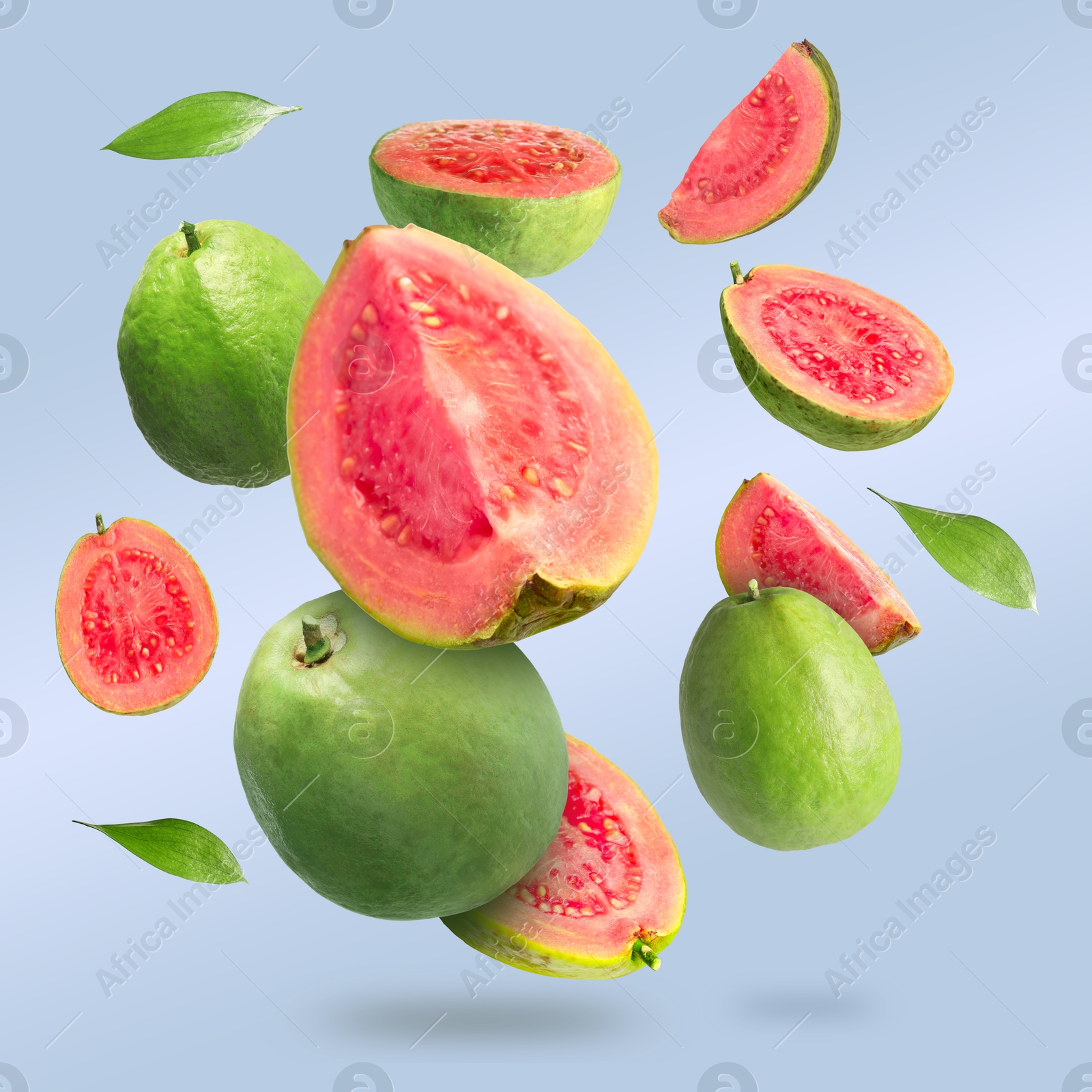 Fresh guava fruits and leaves falling on color background Image of Fresh guava fruits and leaves falling on color background
