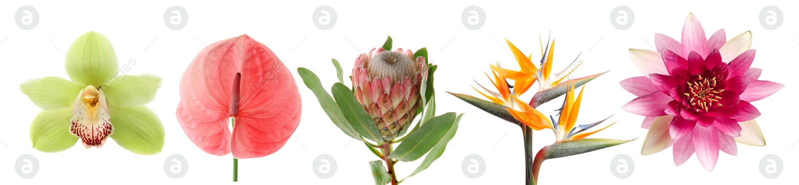 Beautiful tropical flowers isolated on white, set Image of Beautiful tropical flowers isolated on white, set