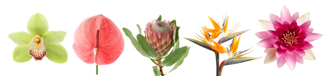 Image of Beautiful tropical flowers isolated on white, set