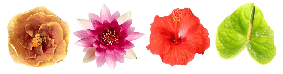 Image of Beautiful tropical flowers isolated on white, set