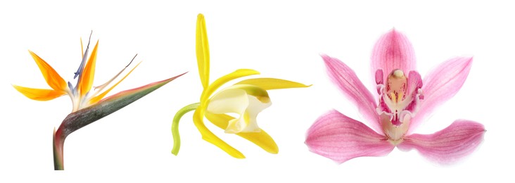Image of Beautiful tropical flowers isolated on white, set