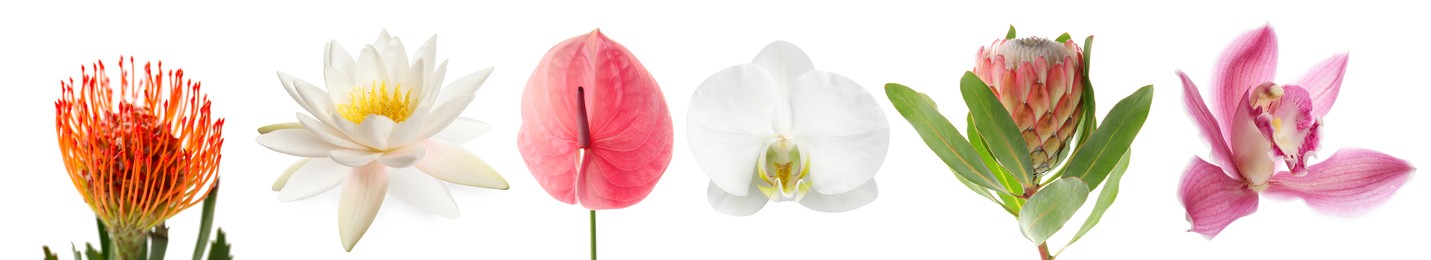 Image of Beautiful tropical flowers isolated on white, set