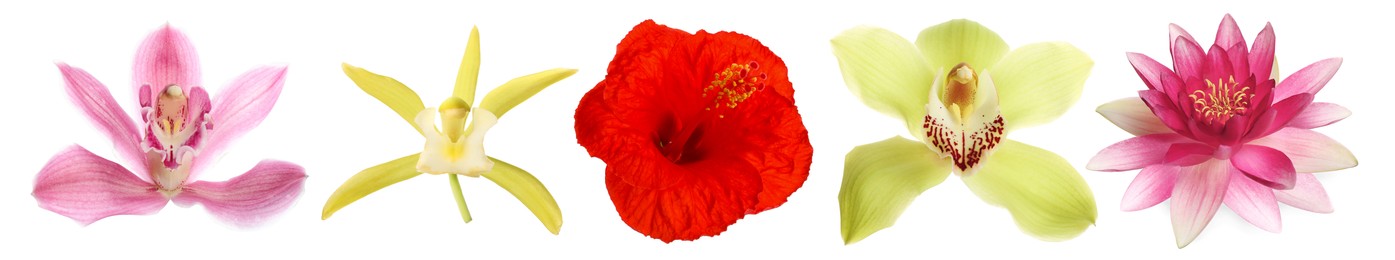 Image of Beautiful tropical flowers isolated on white, set