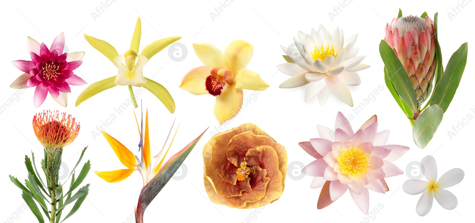 Beautiful tropical flowers isolated on white, set Image of Beautiful tropical flowers isolated on white, set