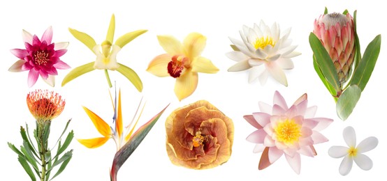 Image of Beautiful tropical flowers isolated on white, set