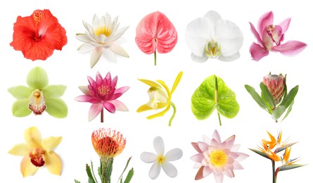 Image of Beautiful tropical flowers isolated on white, set
