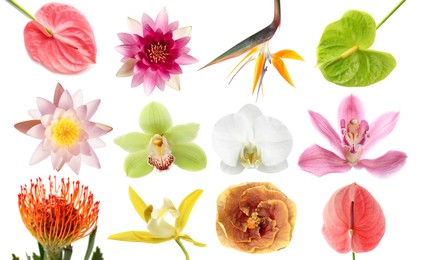 Image of Beautiful tropical flowers isolated on white, set
