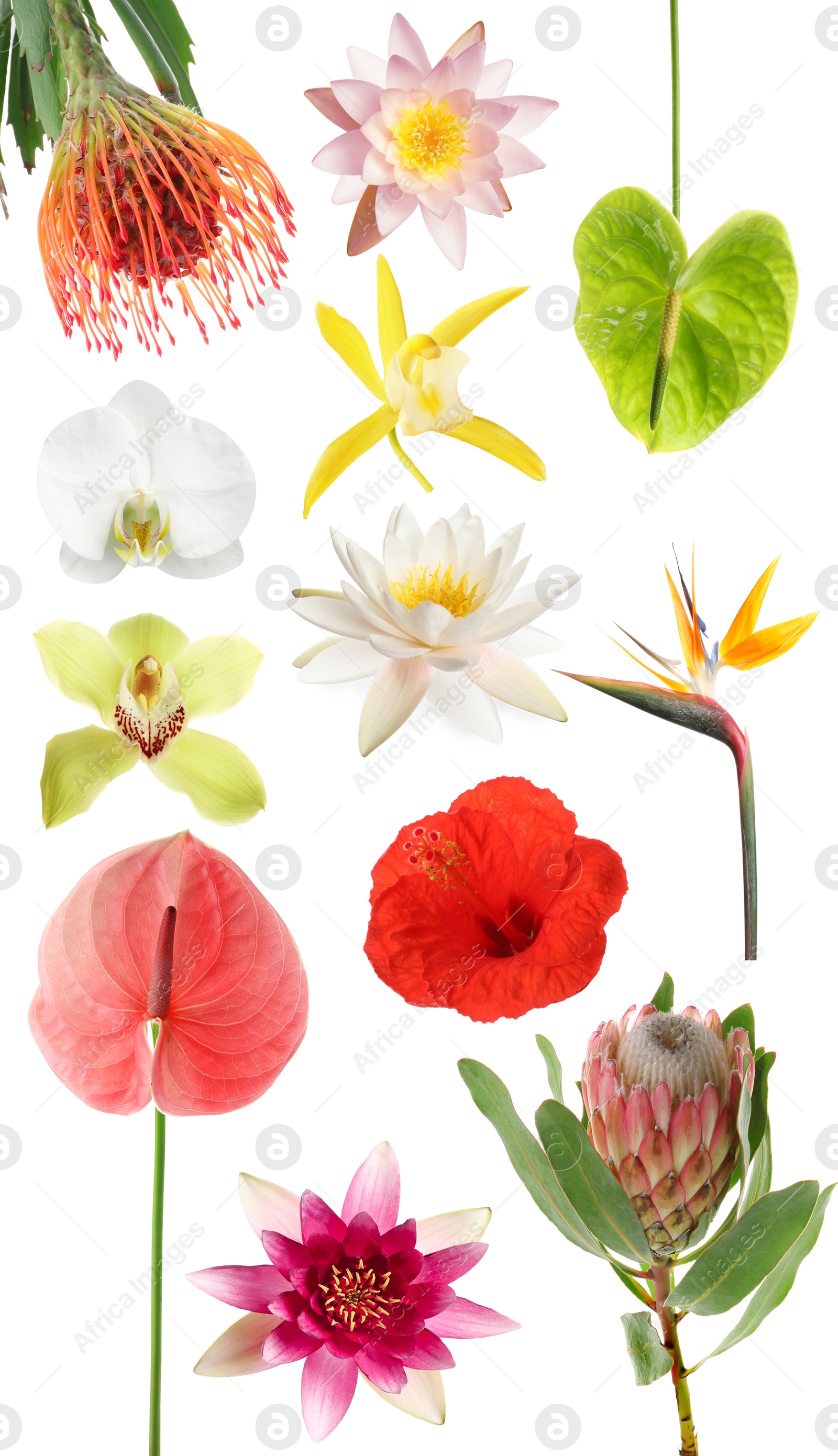 Beautiful tropical flowers isolated on white, set Image of Beautiful tropical flowers isolated on white, set