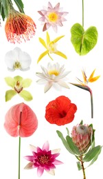 Image of Beautiful tropical flowers isolated on white, set