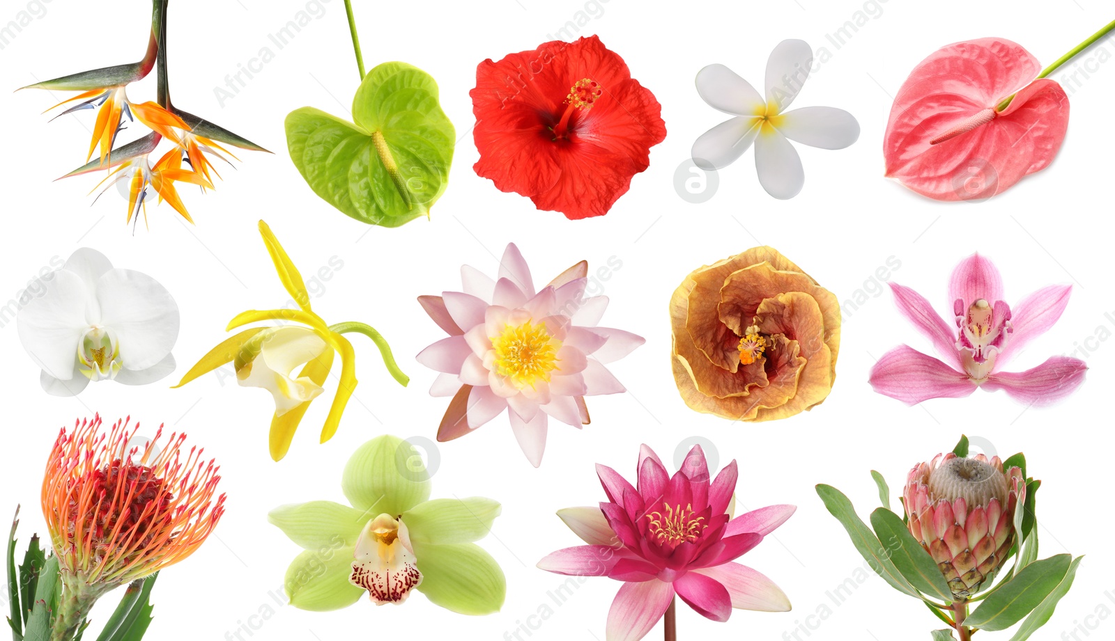 Beautiful tropical flowers isolated on white, set Image of Beautiful tropical flowers isolated on white, set