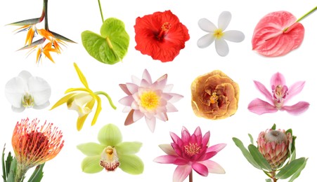 Image of Beautiful tropical flowers isolated on white, set