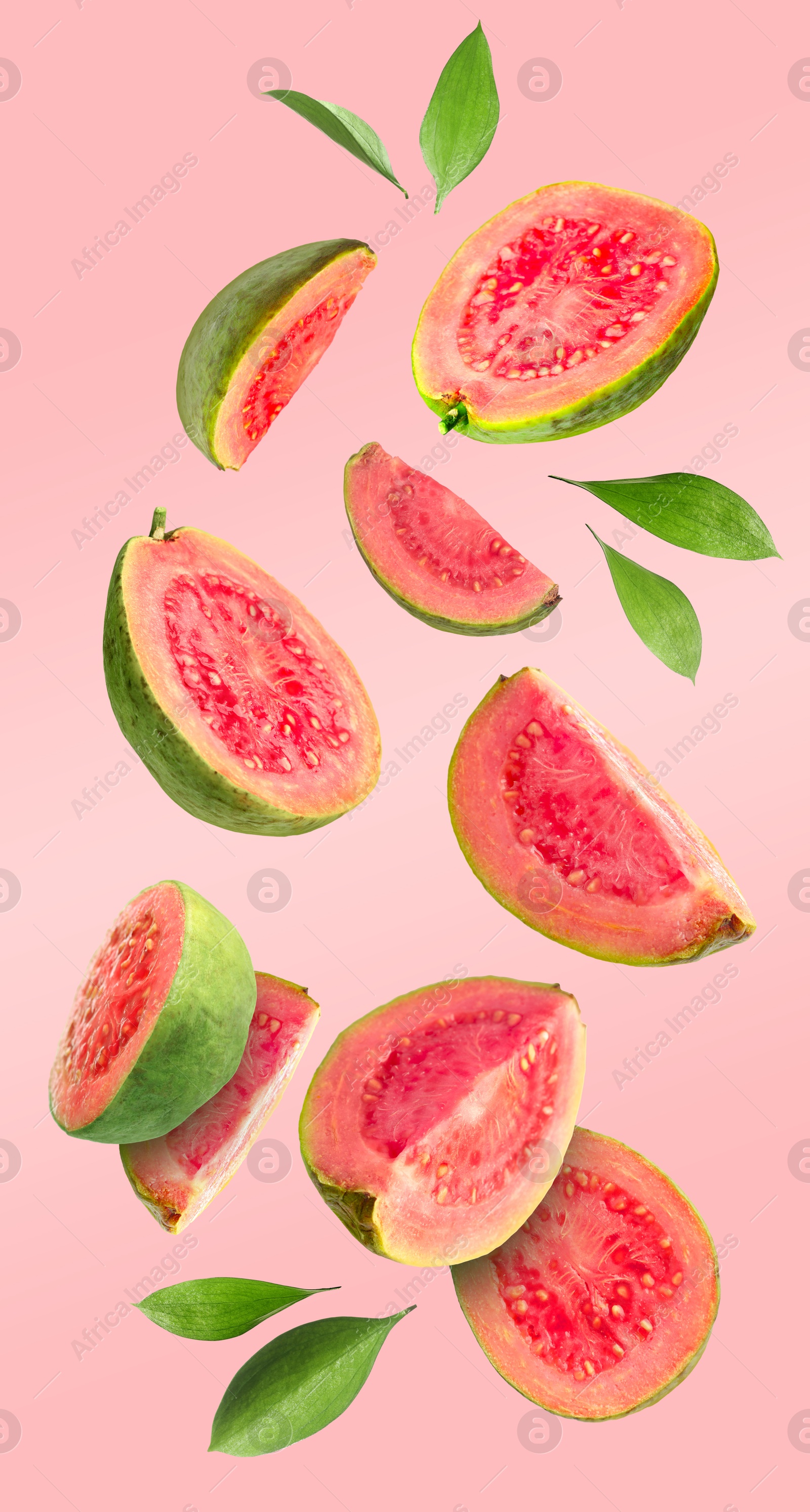 Fresh guava fruits and leaves falling on pastel pink background Image of Fresh guava fruits and leaves falling on pastel pink background