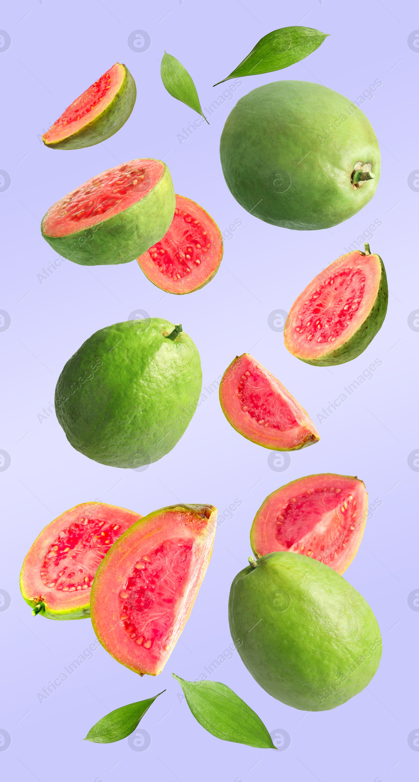 Fresh guava fruits and leaves falling on light violet background Image of Fresh guava fruits and leaves falling on light violet background