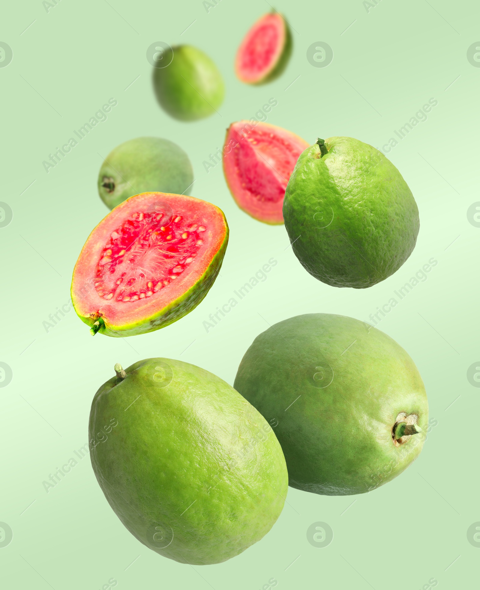 Fresh guava fruits falling on light green background Image of Fresh guava fruits falling on light green background