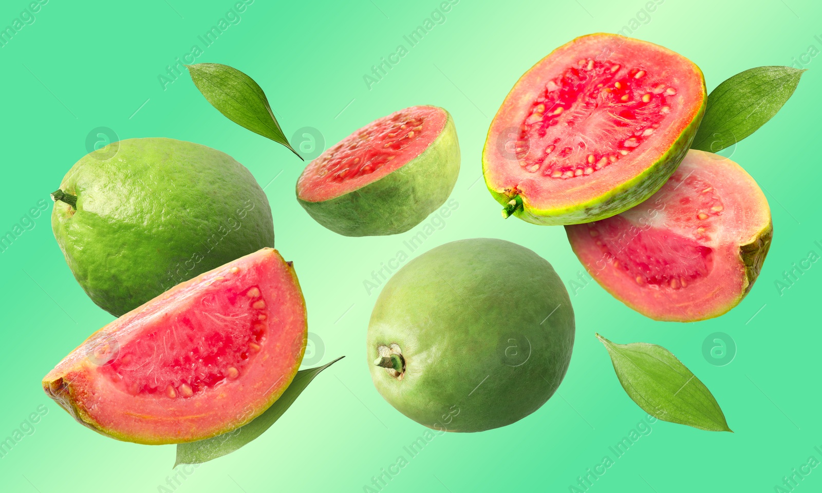 Fresh guava fruits and leaves flying on green background. Banner design Image of Fresh guava fruits and leaves flying on green background. Banner design