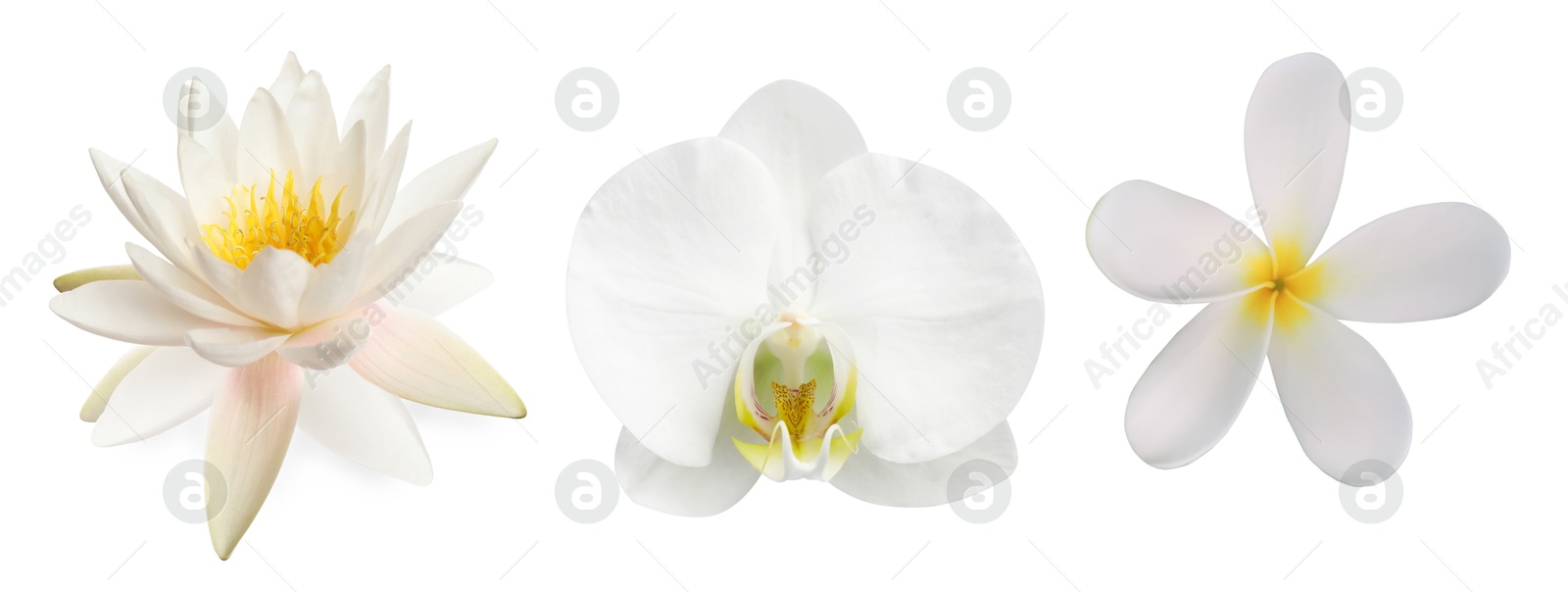 Beautiful tropical flowers isolated on white, set Image of Beautiful tropical flowers isolated on white, set