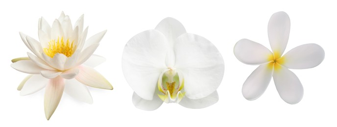 Image of Beautiful tropical flowers isolated on white, set