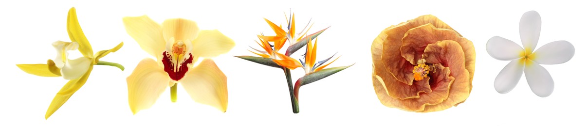 Image of Beautiful tropical flowers isolated on white, set