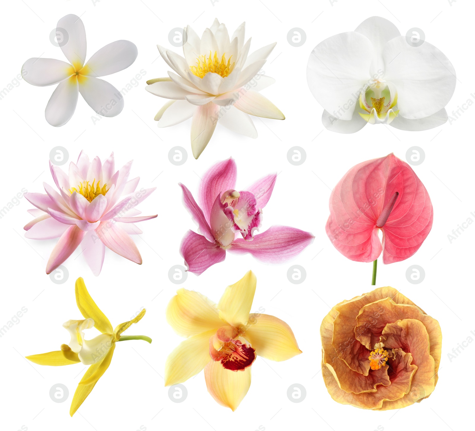 Beautiful tropical flowers isolated on white, set Image of Beautiful tropical flowers isolated on white, set