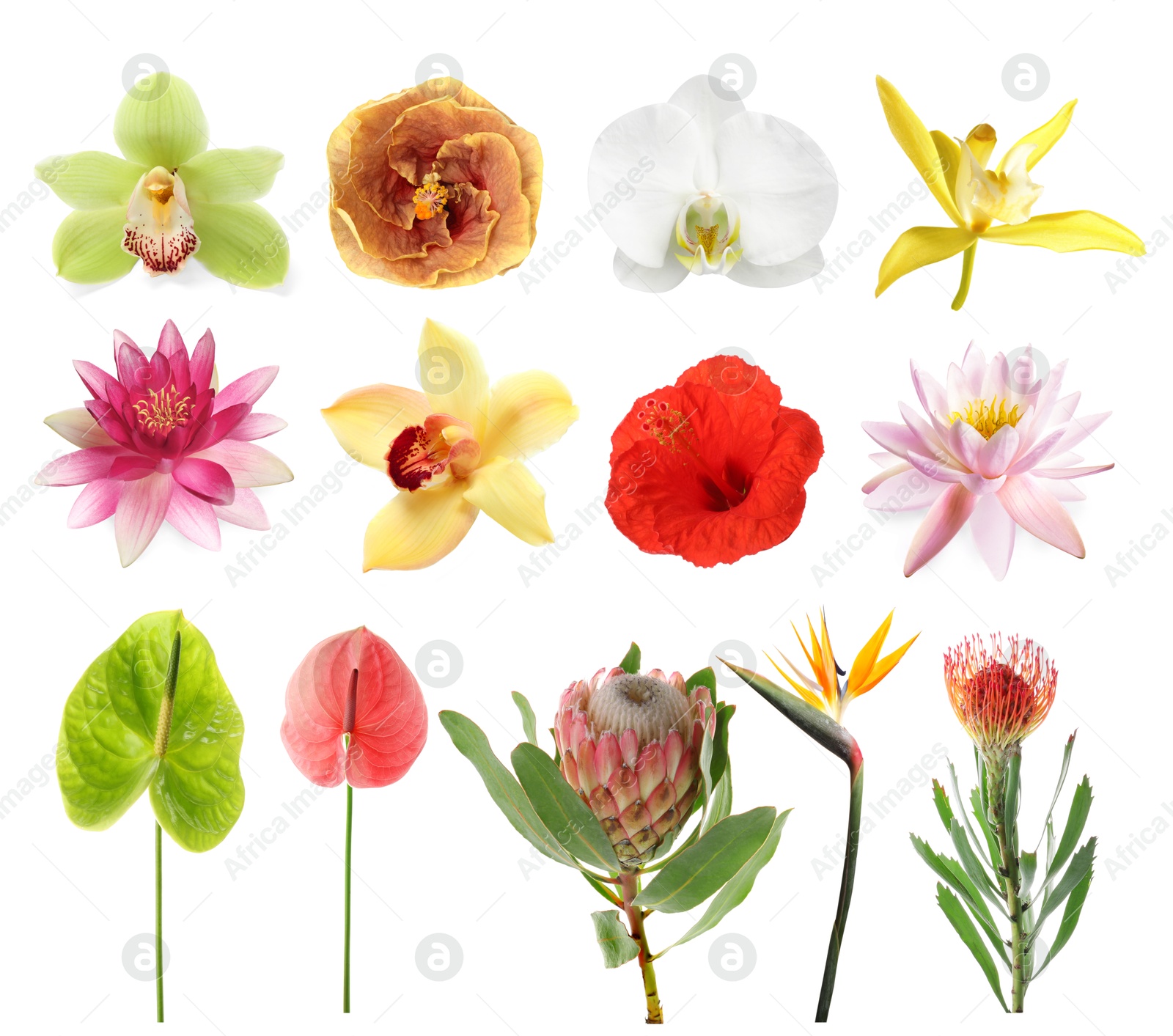 Beautiful tropical flowers isolated on white, set Image of Beautiful tropical flowers isolated on white, set