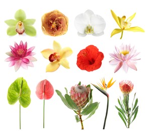 Image of Beautiful tropical flowers isolated on white, set