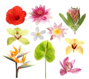 Image of Beautiful tropical flowers isolated on white, set