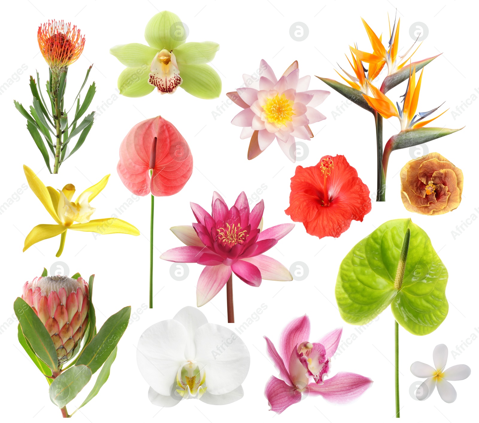 Beautiful tropical flowers isolated on white, set Image of Beautiful tropical flowers isolated on white, set
