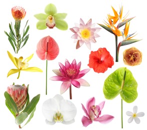 Image of Beautiful tropical flowers isolated on white, set