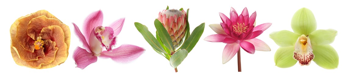 Image of Beautiful tropical flowers isolated on white, set