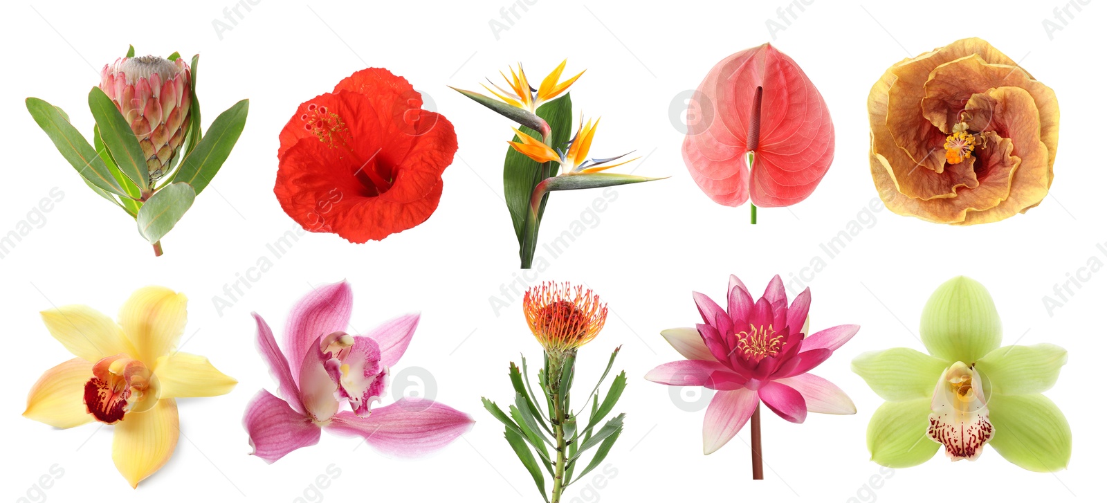 Beautiful tropical flowers isolated on white, set Image of Beautiful tropical flowers isolated on white, set