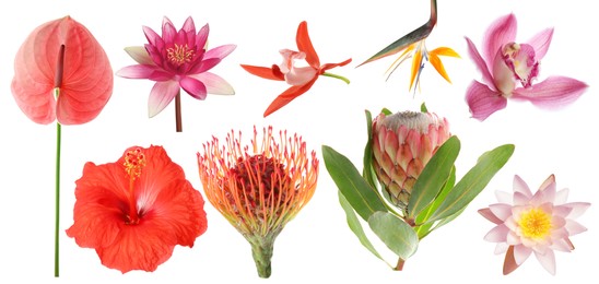 Image of Beautiful tropical flowers isolated on white, set