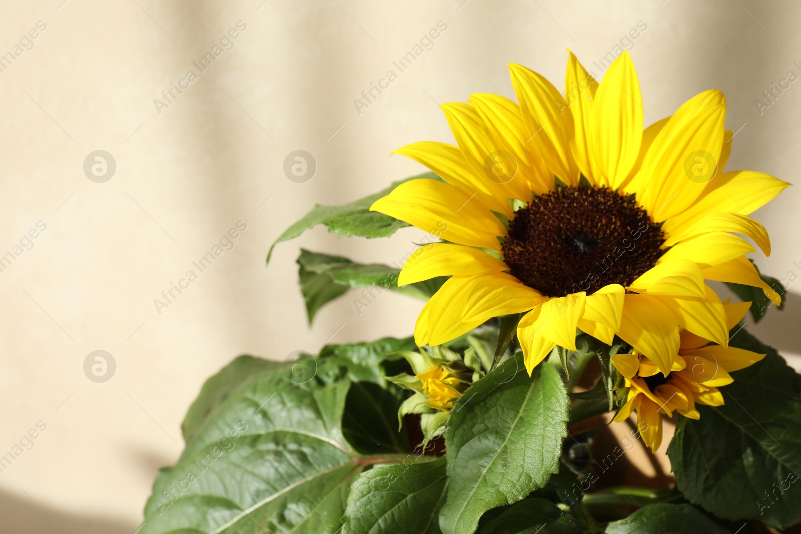 Beautiful potted sunflower near beige wall indoors, closeup. Space for text Photo of Beautiful potted sunflower near beige wall indoors, closeup. Space for text