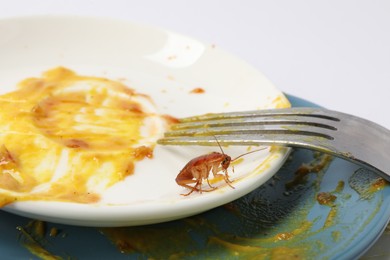 Photo of Cockroach crawling on dirty dishes, closeup view