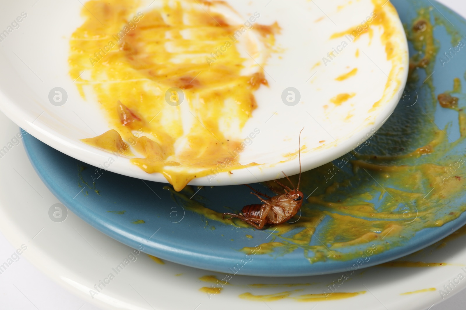 Cockroach crawling on dirty dishes, closeup view Photo of Cockroach crawling on dirty dishes, closeup view