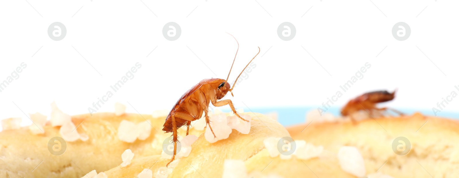 Cockroaches crawling on salted pretzels against white background Photo of Cockroaches crawling on salted pretzels against white background
