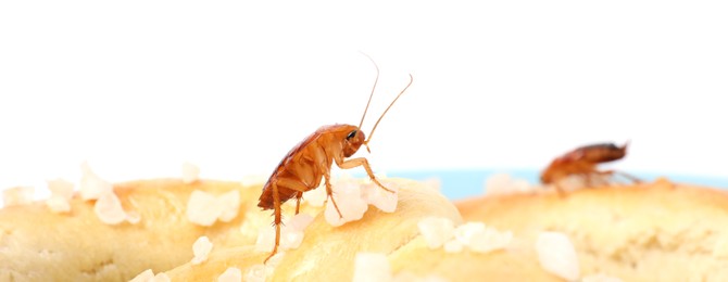 Photo of Cockroaches crawling on salted pretzels against white background