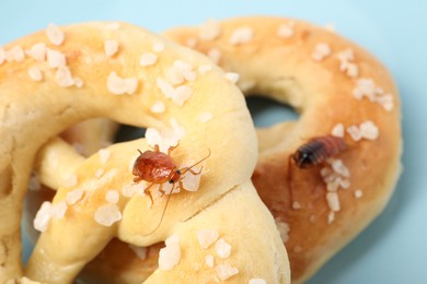 Photo of Cockroaches crawling on salted pretzels against light blue background, closeup