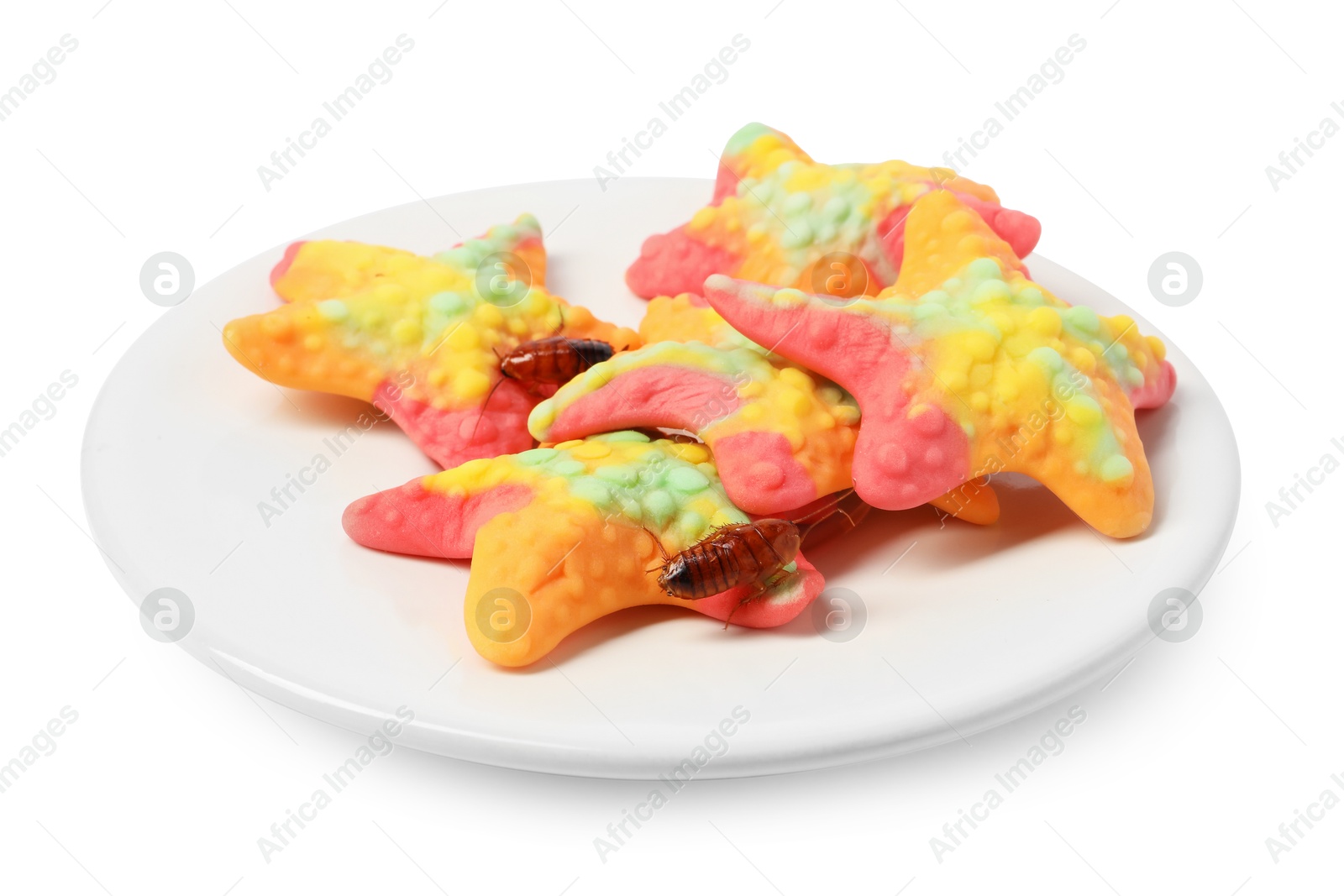 Cockroaches crawling on gummy candies against white background Photo of Cockroaches crawling on gummy candies against white background