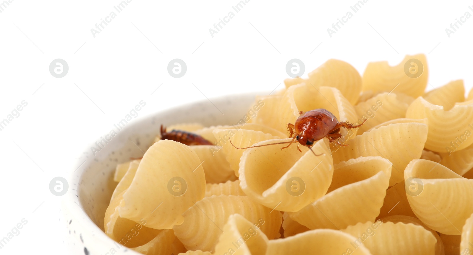Cockroaches crawling on pasta in bowl against white background Photo of Cockroaches crawling on pasta in bowl against white background