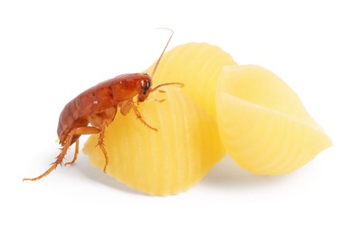 Photo of Cockroach crawling on pasta against white background