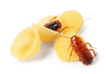 Photo of Cockroaches crawling on pasta against white background