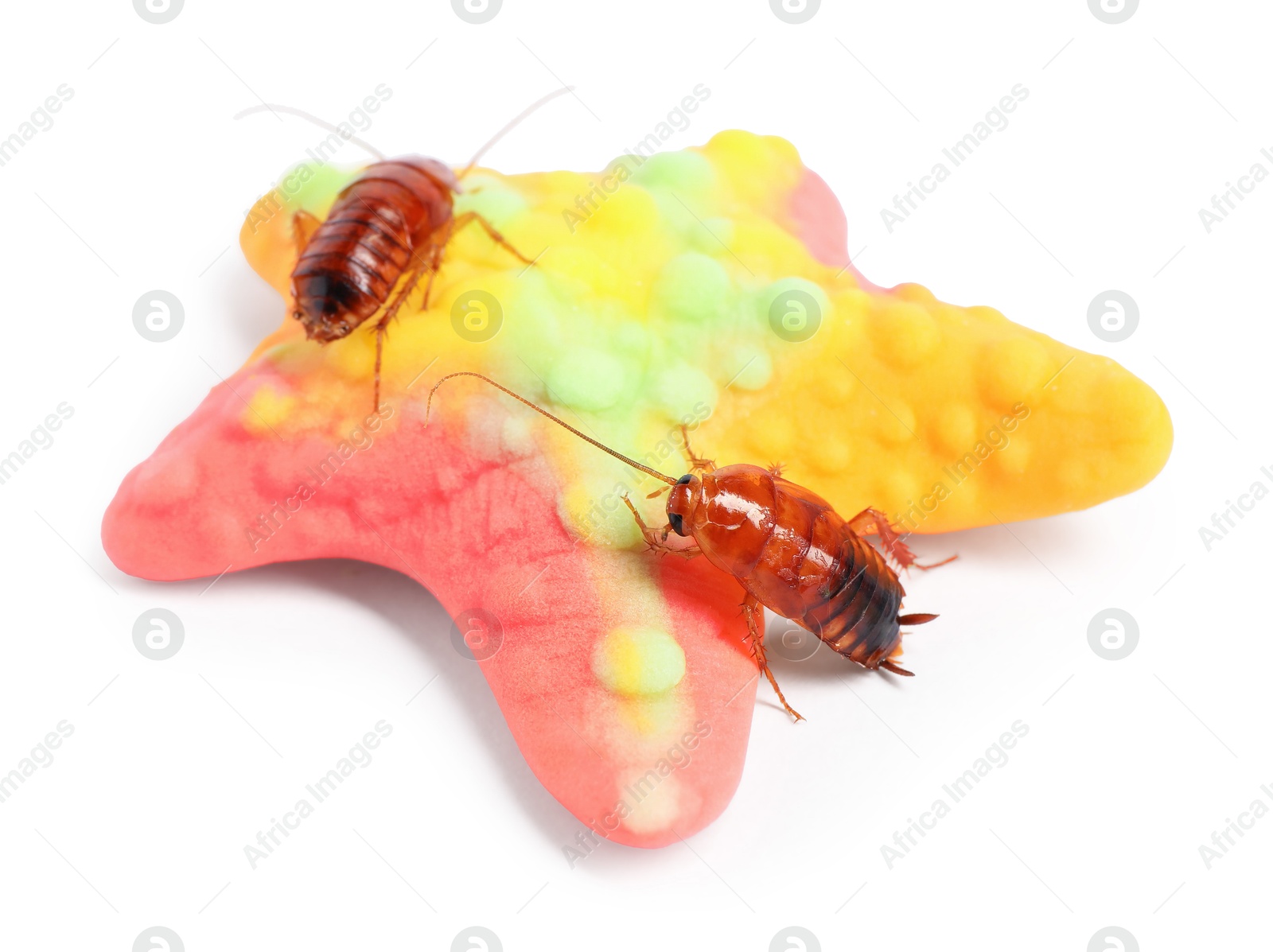Cockroaches crawling on gummy candy against white background Photo of Cockroaches crawling on gummy candy against white background