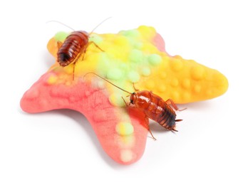 Photo of Cockroaches crawling on gummy candy against white background