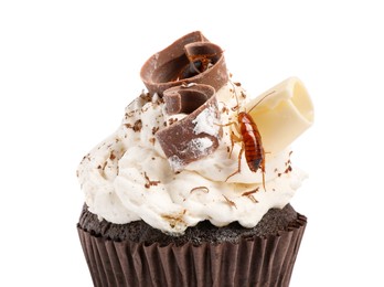 Photo of Cockroach crawling on cupcake against white background