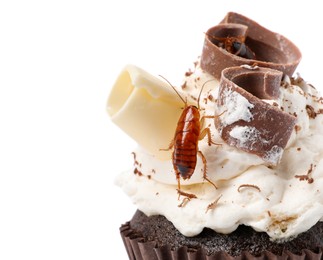 Photo of Cockroach crawling on cupcake against white background