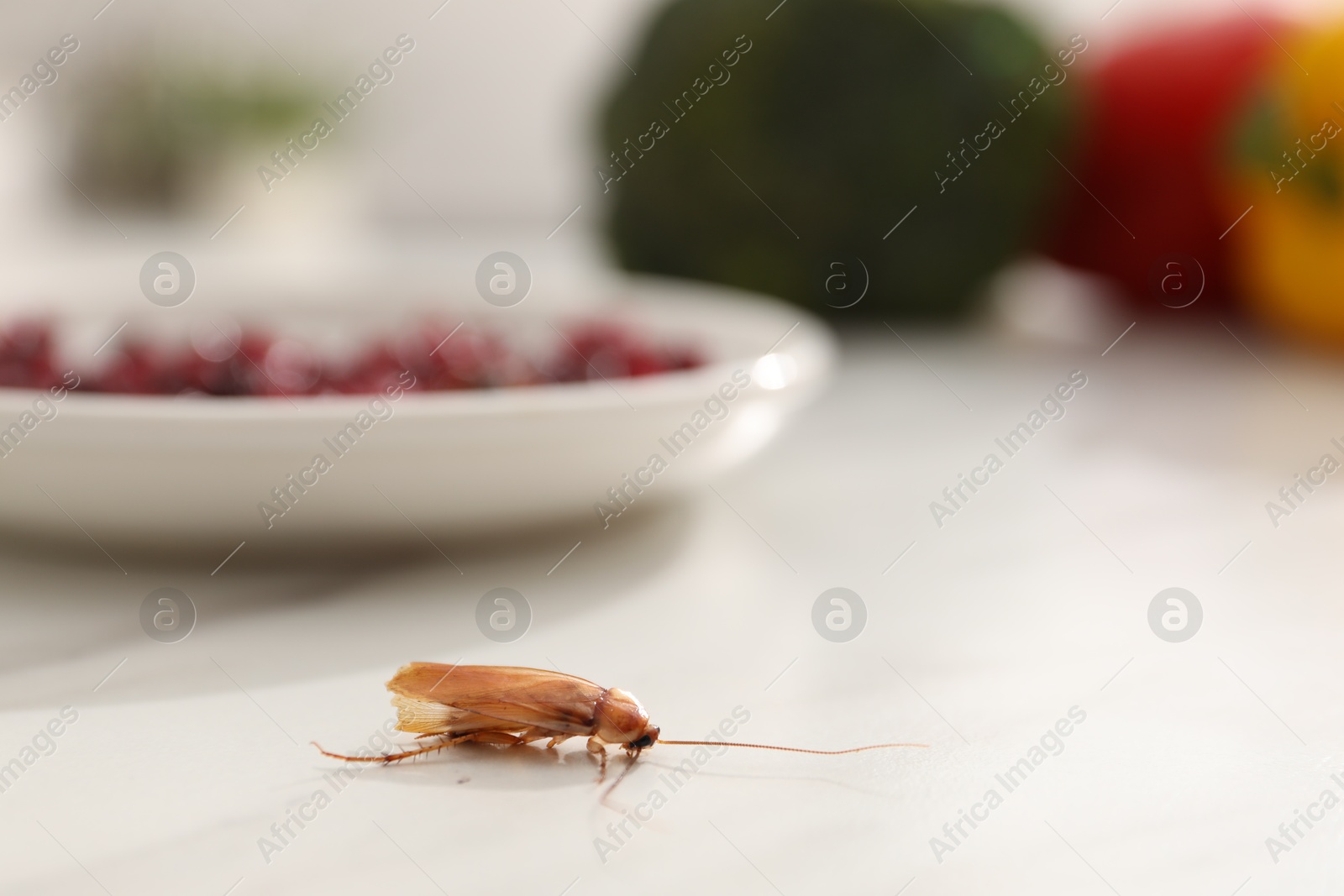 Cockroach crawling on light table in kitchen, closeup Photo of Cockroach crawling on light table in kitchen, closeup