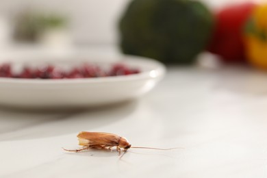 Photo of Cockroach crawling on light table in kitchen, closeup