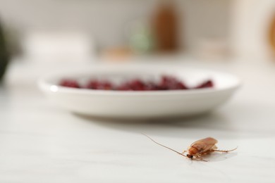 Photo of Cockroach crawling on light table in kitchen, closeup