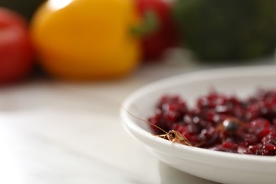 Photo of Cockroach crawling on plate with grated red beets on light table, closeup. Space for text